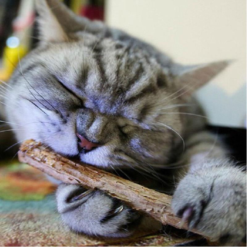 15/20pcs Natural Matatabi Fruit Cleaning Teeth Cat Snacks Sticks Catnip Pet Cat Molar Toothpaste Rod Kitten Cleaning Teeth Tool - ebowsos