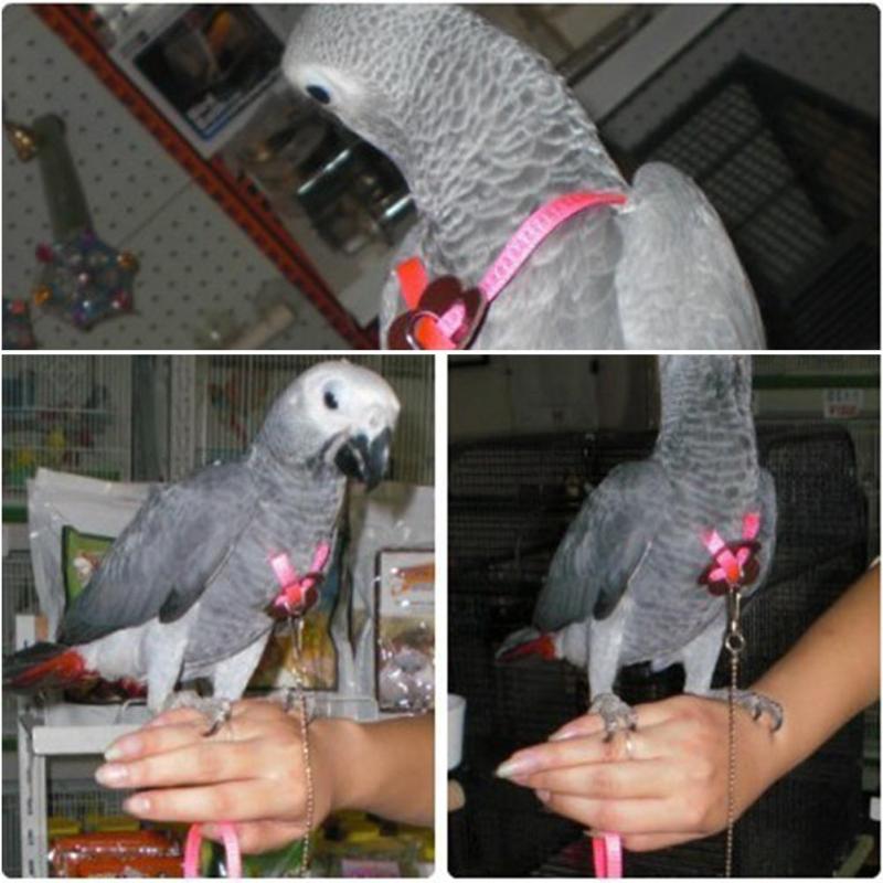 1PC Color Random Parrot Bird Harness & Leash Adjustable Multicolor Light Soft Fashion Bird Harness Leash For Parrot Bird - ebowsos