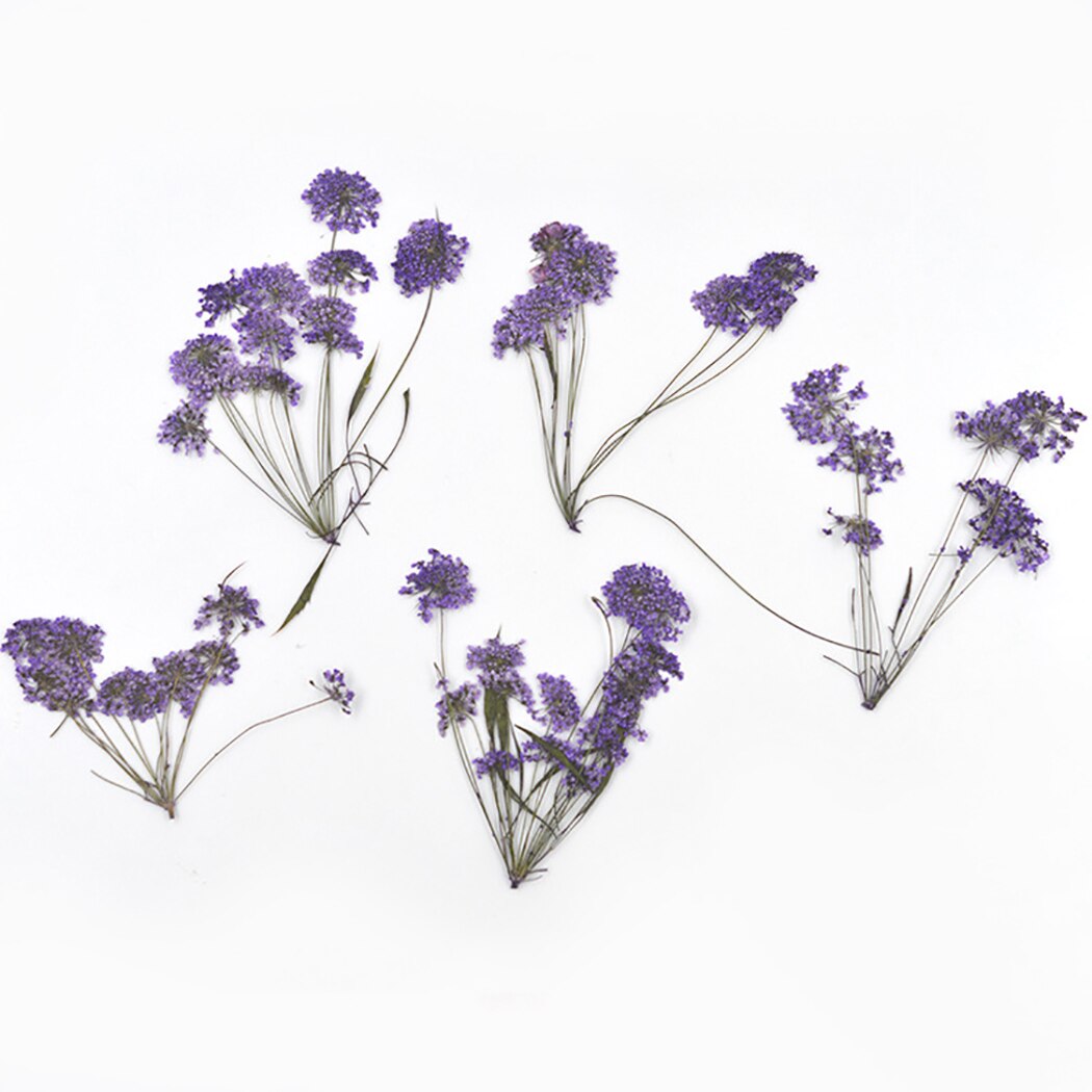 20PCS Dried Flower Mini Handmade Flower Dry Flower DIY Supplies For Resin Crafts Natural Bouquet Sample Home DIY Decoration-ebowsos