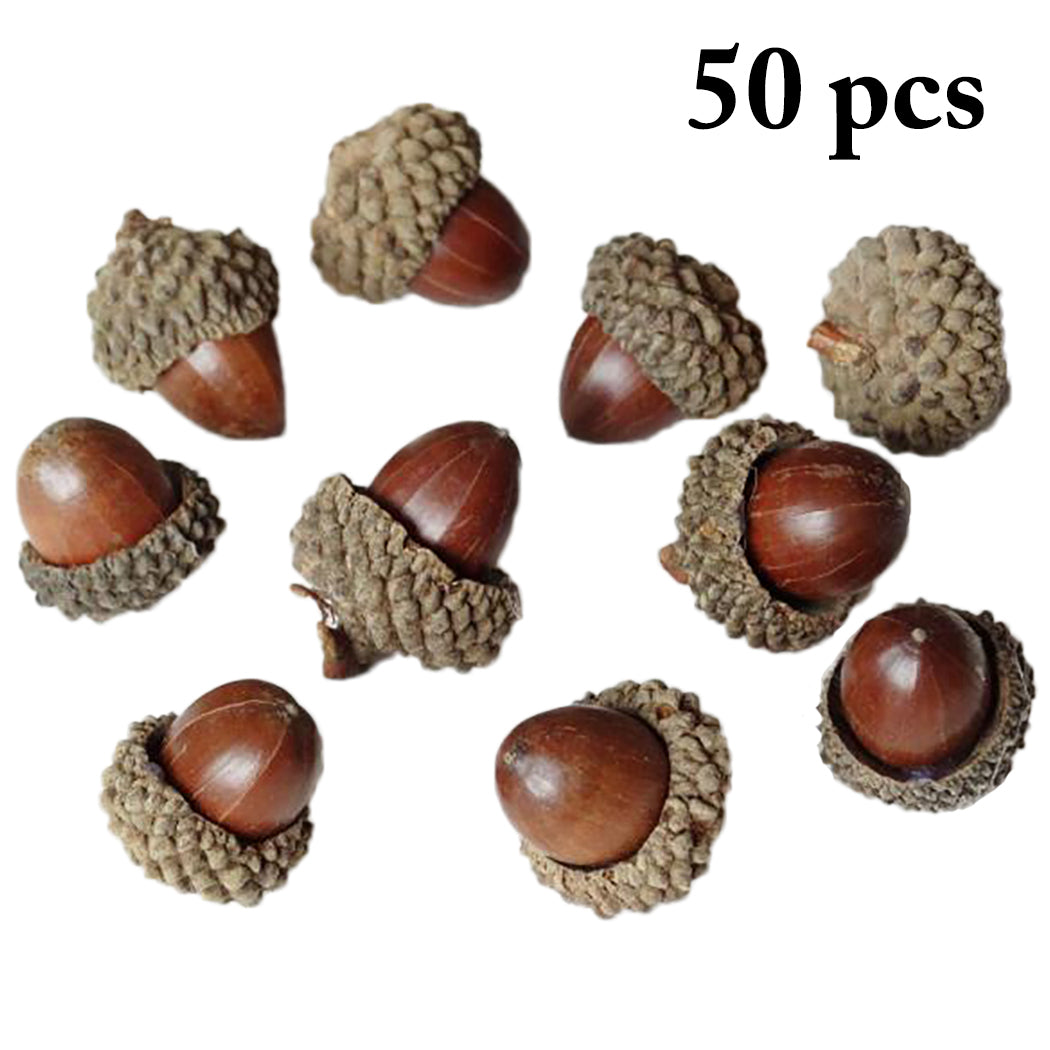 50PCS Creative Natural Acorn DIY Handmade Material Natural Dried Flowers Dried Pine Cones Photography Scene Layout Props-ebowsos