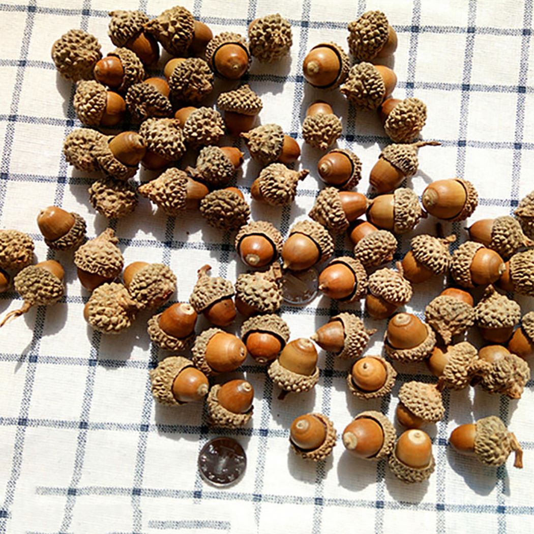 50PCS Creative Natural Acorn DIY Handmade Material Natural Dried Flowers Dried Pine Cones Photography Scene Layout Props-ebowsos