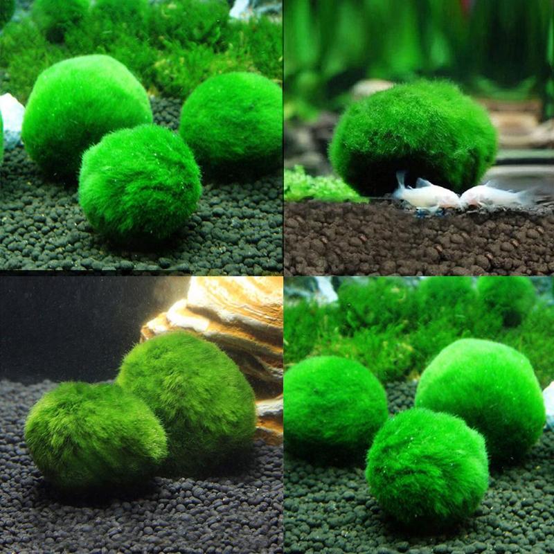 Aquarium Plants Grass Seed Fish Tank Moss Water Grass Shrimp Balls Waterscape for Shrimp Tanks and Other Small Feed Cans - ebowsos