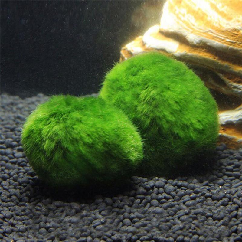 Aquarium Plants Grass Seed Fish Tank Moss Water Grass Shrimp Balls Waterscape for Shrimp Tanks and Other Small Feed Cans - ebowsos