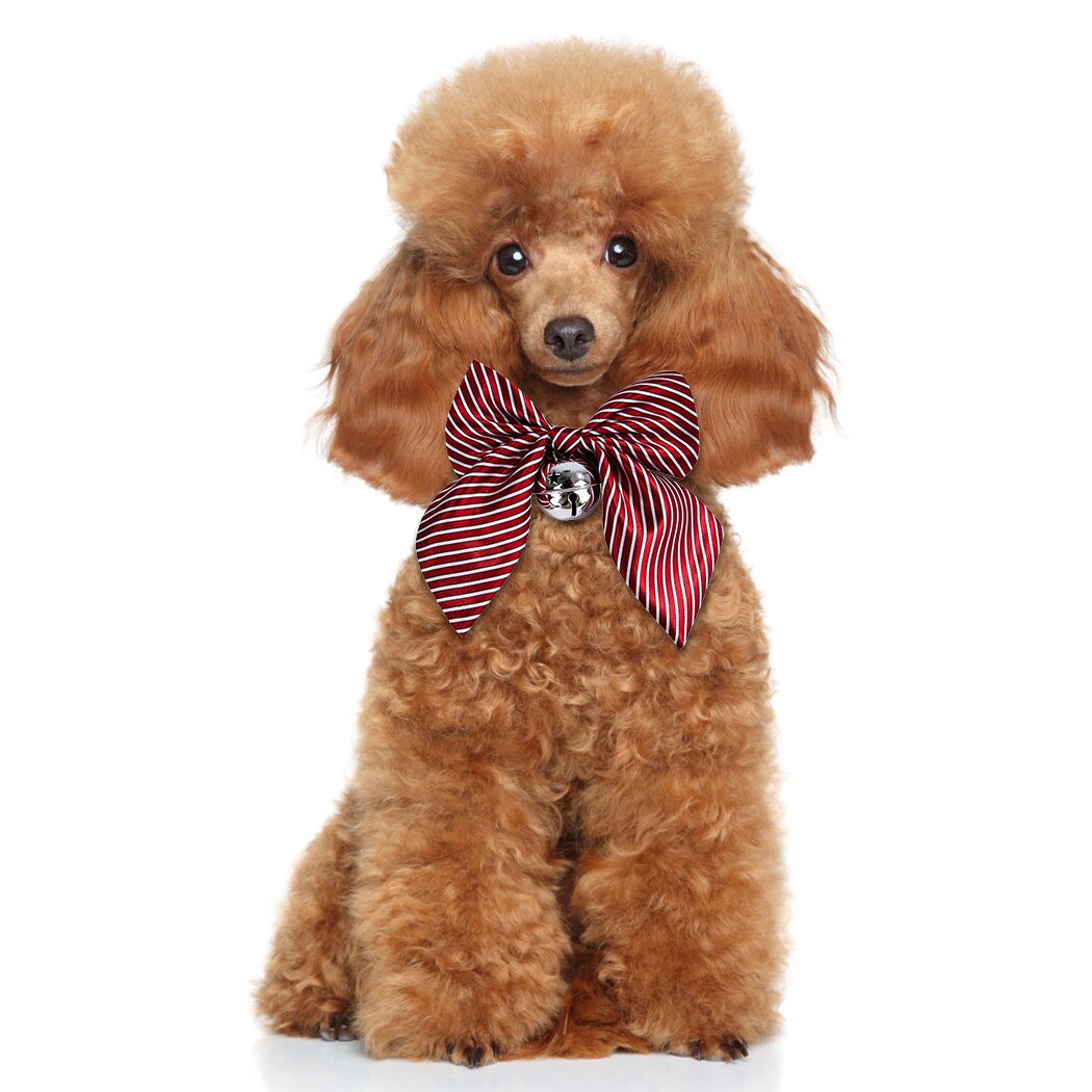 Pet Bow Tie Decorative Accessories Fashion Lovely Bow Cats Dog Tie Dogs Bowtie Dog Collar Pet Supplies Bell Necktie Collar-ebowsos
