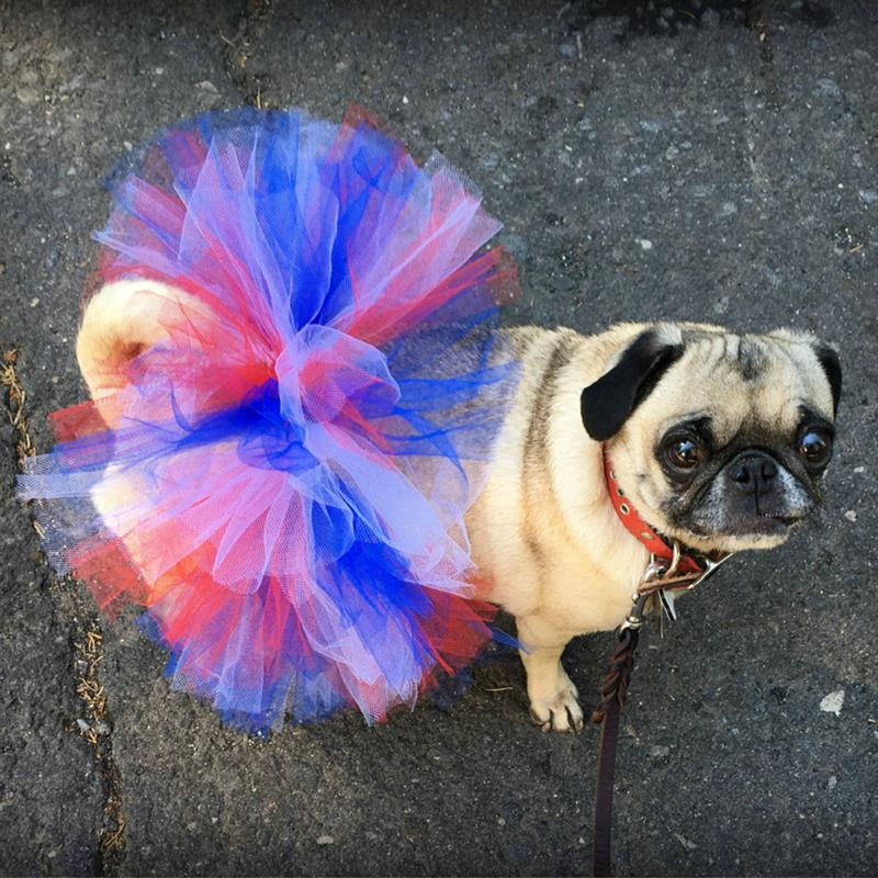 Pet Princess Skirts Soft Cosplay Bulldog Dress For Small Pet Mesh Dog Tutu Skirt Princess Pet Skirt Dog Costume-ebowsos