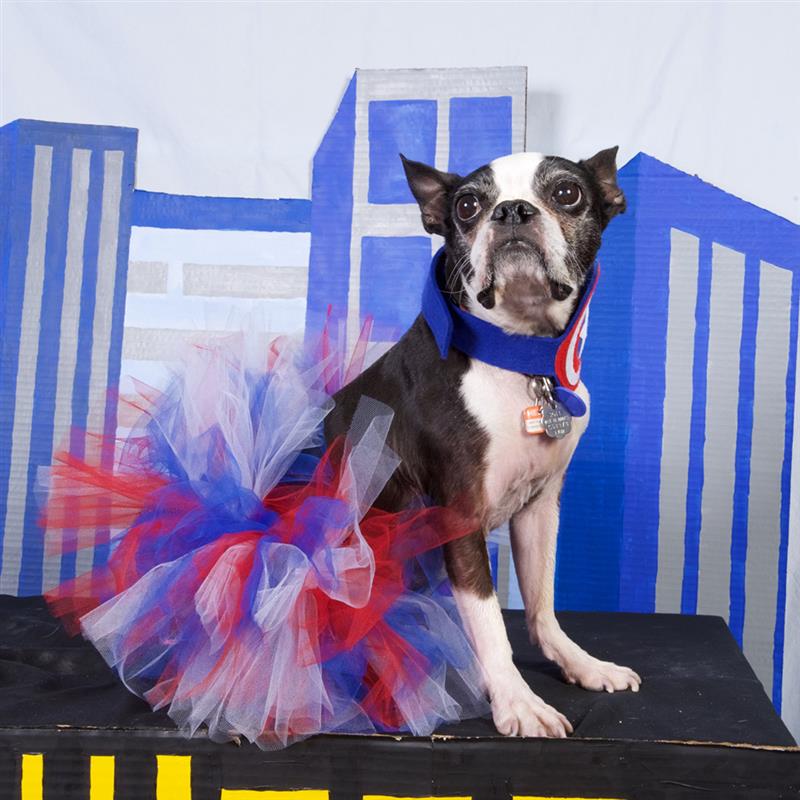 Pet Princess Skirts Soft Cosplay Bulldog Dress For Small Pet Mesh Dog Tutu Skirt Princess Pet Skirt Dog Costume-ebowsos